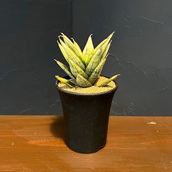 サンセベリア：マルガリータ　3.5号鉢植え