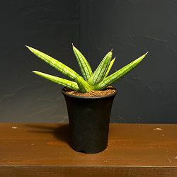サンセベリア：ファットマン　3.5号鉢植え