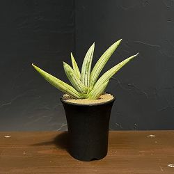 サンセベリア：アイスマン（Ice Man）　3.5号鉢植え