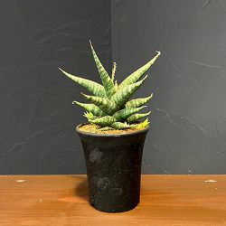 サンセベリア：プラブ　3.5号鉢植え