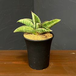 サンセベリア：ホビット　3.5号鉢植