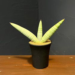 サンセベリア：ホワイト　リノ　3.5号鉢植え