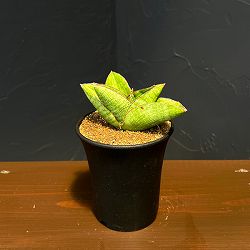 サンセベリア：ヴィーラ　3.5号鉢植え