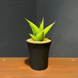サンセベリア：タワー　3.5号鉢植え
