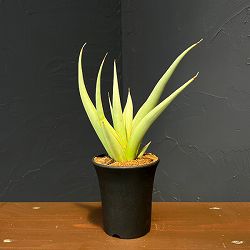 サンセベリア：ミラノ　3.5号鉢植え