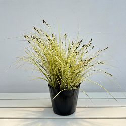 カレックス ブルネア：ジェネキー5号ポット