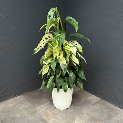 モンステラ：ラニアータ　バリエガータ　8号鉢植え