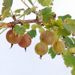 グーズベリー（すぐり）4号鉢植え