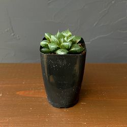 ハオルチア：大紫オブツーサ　2.5号鉢植え*