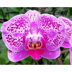 ミディコチョウラン：ゲイシャワルツ2本立ち4号陶器鉢植え