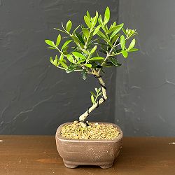 オリーブ盆栽 3号平鉢植え