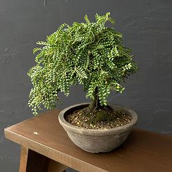 磯山椒:イソザンショウ 26-2