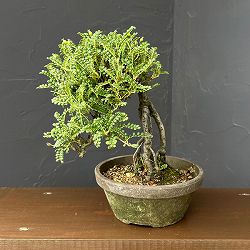 磯山椒:イソザンショウ 26-3