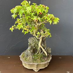 カエデ：石付き盆栽　