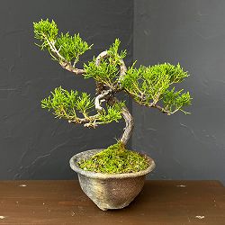 真柏（シンパク）26-03：小品盆栽