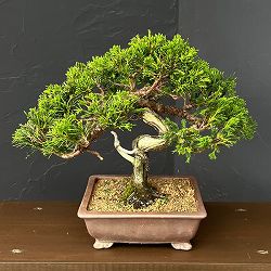 真柏（シンパク）26-05：小品盆栽