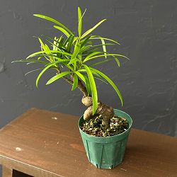 マキ：根がり盆栽風仕立て3号鉢植え