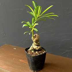 マキ：根がり盆栽風仕立て2.5号鉢植え