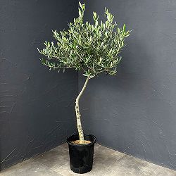 オリーブ：創樹さんのオリーブ　ルッカ　8号鉢植え