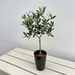 オリーブ：創樹さんのオリーブ　ミッション　3号鉢植え