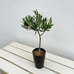 オリーブ：創樹のオリーブピクアル　3号ポット