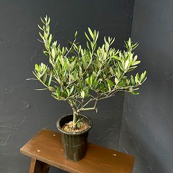 オリーブ：創樹さんのオリーブ　ミッション　5号鉢植え