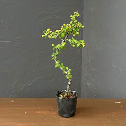 カジュアル盆栽：カマツカコケモモ(鎌柄苔桃)　2号ポット
