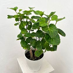 ポリシャス：マルギナータ　緑斑入り　5号鉢植え