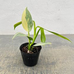 フィロデンドロン：シルバーソード　2.5号ポット26-03