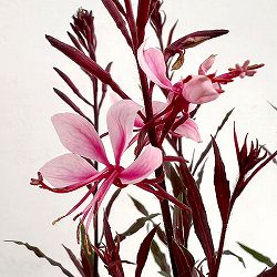 ガウラ（白蝶草）：あかね 3.5号ポット
