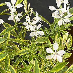 ガウラ（白蝶草）：白花斑入り3.5号ポット