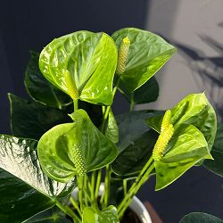 アンスリウム：スマラグト　6号イージーケアポット植え