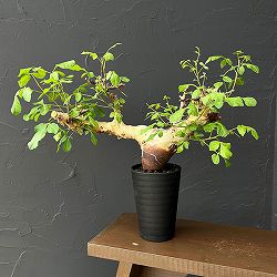 コミフォラ：カタフ　ターカネンシス3.5号鉢植え26-01