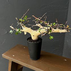 コミフォラ：カタフ　ピュアカタフ（発根済み）3.5号鉢植え26-01