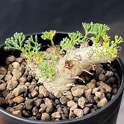 モンソニア：ペニクリナム×ムルチフィダ　2.5号鉢植え