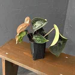 アンスリウム（原種）：ミッシェル×ザラ×アントラキー　3.5号鉢植え