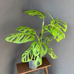 モンステラ：エピプレムノイデス エスケレート　6号鉢植え
