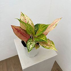 アグラオネマ：ライトオブダイヤモンド　4号鉢植え