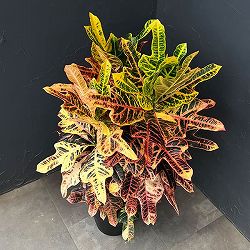 クロトン：エクセレントスペシャル8号鉢植え