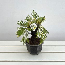 イワヒバ（イワマツ）：おまかせ盆栽仕立て　4号鉢植え