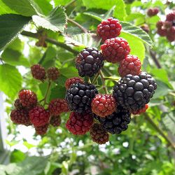 ブラックベリー6号鉢植え[2026年6月実付き株]