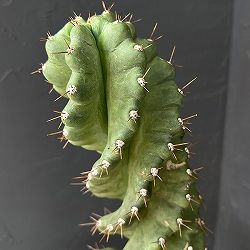 セレウス ：ペルビアナス（ぺルヴィアナス）スピラリス 5号鉢植え
