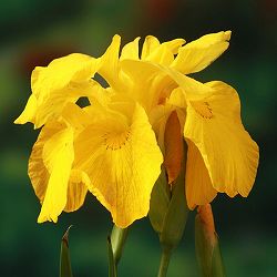 [送料無料]（受注生産10月下旬～11月上旬頃）キショウブ（黄菖蒲）：八重咲き 3.5号ポット 260株セット