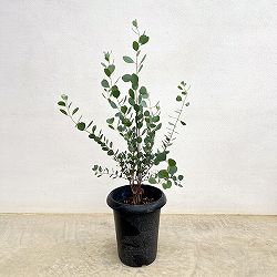 クレマファクトリーさんのユーカリ：ウェブステリアナ（リトルハート）6号鉢植え