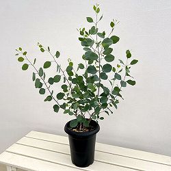 クレマファクトリーさんのユーカリ：ポリアンセモス6号鉢植え