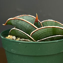 サンセベリア：ロリダ 　2.5号鉢植え**