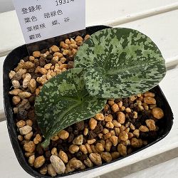 カンアオイ（寒葵）：三保の松（ミホノマツ）3号ポット