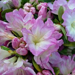 [26年10月中下旬予約]クルメツツジ（久留米ツツジ）：九重（ここのえ）5号鉢植え