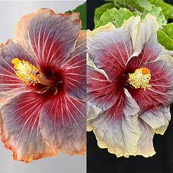 ハイビスカス：トレードマーク 4.5号ポット植え