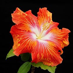 ハイビスカス：シーンズリドル 4.5号ポット植え